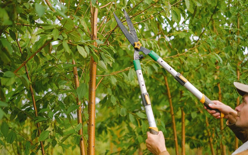 Tree trimming in Tangent, OR